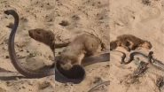 Snake vs Mongoose: किंग कोबरा और नेवले के बीच हुई खूनी लड़ाई, अंजाम देखकर हिल जाएंगे आप (Watch Viral Video)